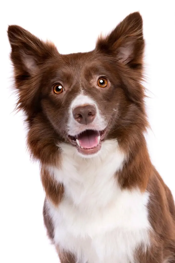 pet 8LNP2672 scaled 1