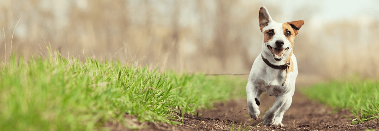 תמונה של כלב שמח רץ